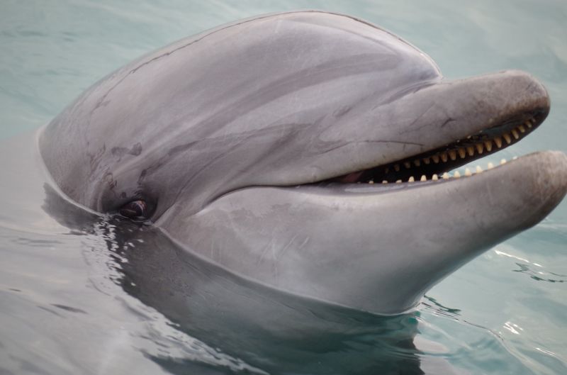 Éhen haltak az ukrán haditengerészet harci feladatokra kiképzett delfinjei