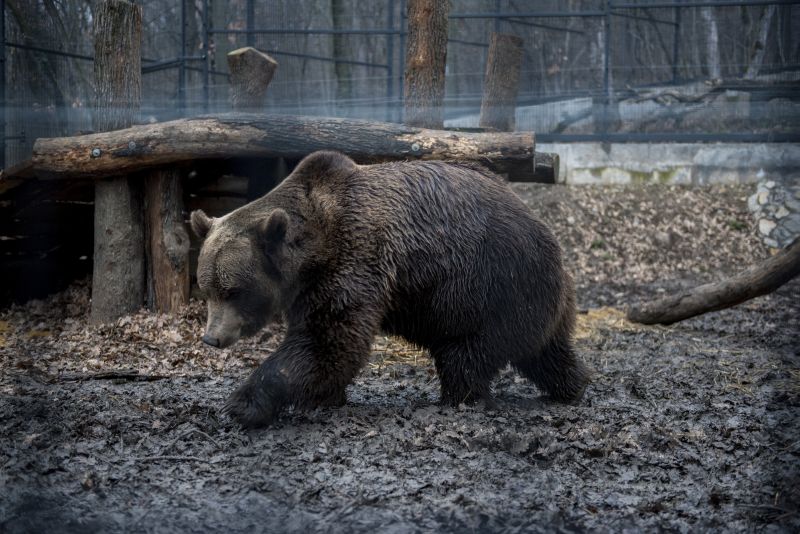 Tóvábbra is Miskolc környékén ólalkodik egy medve – fotó