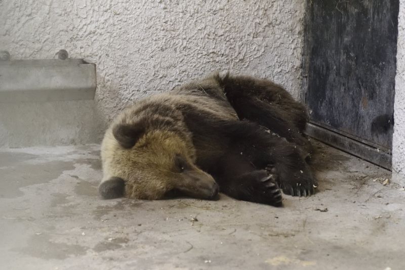 A Nemzet Medvéje elég megviseltnek tűnik a fogságban – fotók