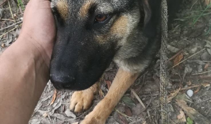 Kutyát mentett egy rendőr 