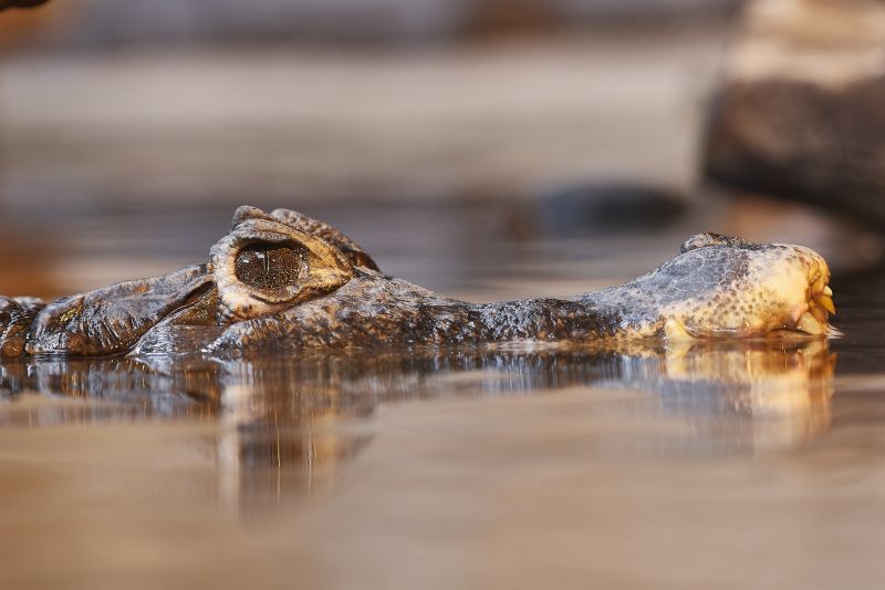 Egy valódi aligátor barátkozott felfújható rokonával Floridában