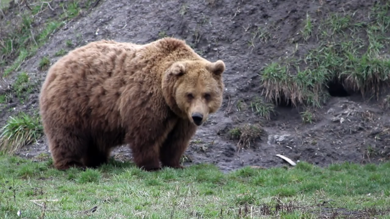 Ön szerint medve vagy egy nagy kutya úszik a Holt-Tiszában Szolnoknál? – videó