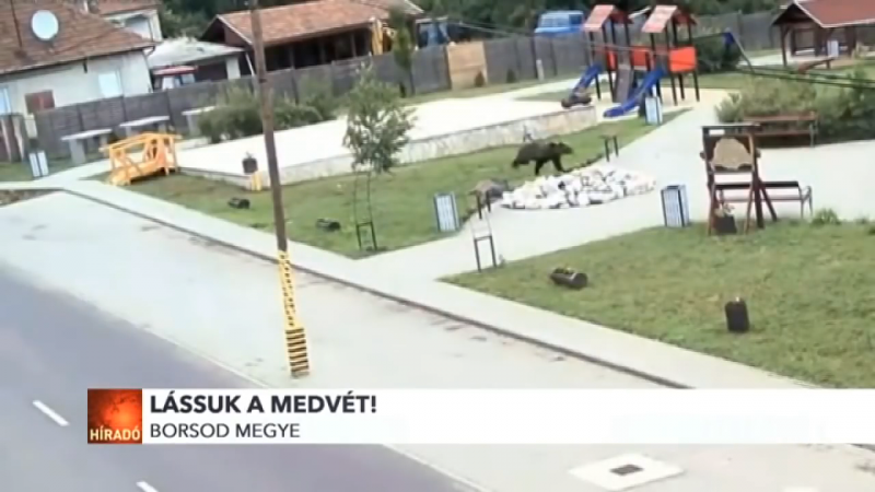 Itt van a kerítésen átmászó és az autópályán átfutó medvéről készült videó