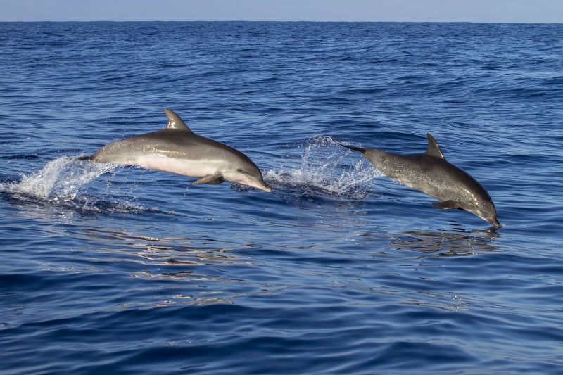 Megszakítja az együttműködést a kardszárnyú delfineket tartó parkokkal egy neves brit utazási iroda