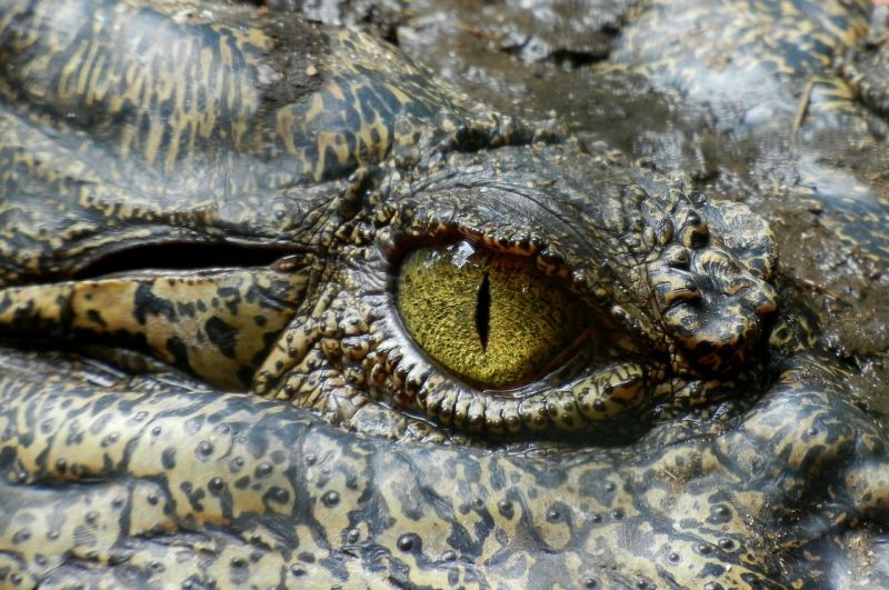 Krokodilt láttak az egyik szlovákiai folyóban – videó