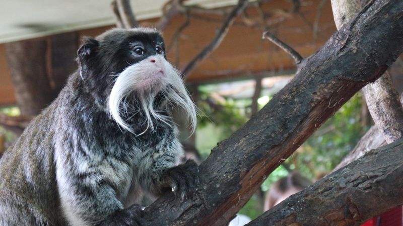Császárbajszú tamarin született a Nyíregyházi Állatparkban 