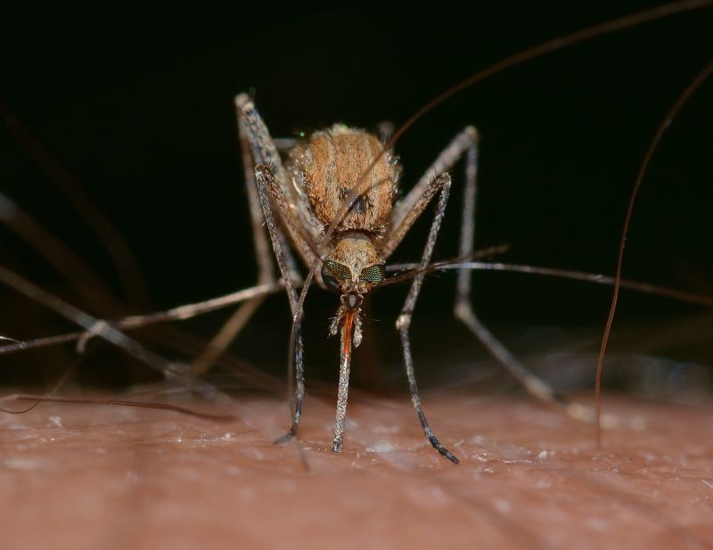 A héten csaknem százötven településen lesz szúnyogirtás