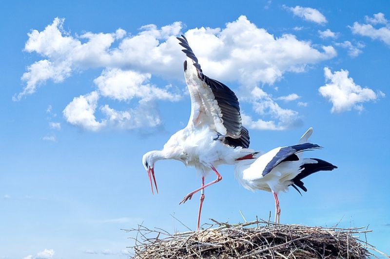 Szokatlanul magasan fészkelő gólyacsaládot regisztráltak Erdélyben