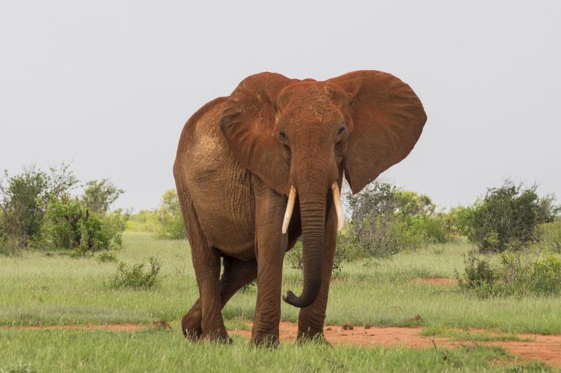 Megölte a kisfiút a megdobált elefánt
