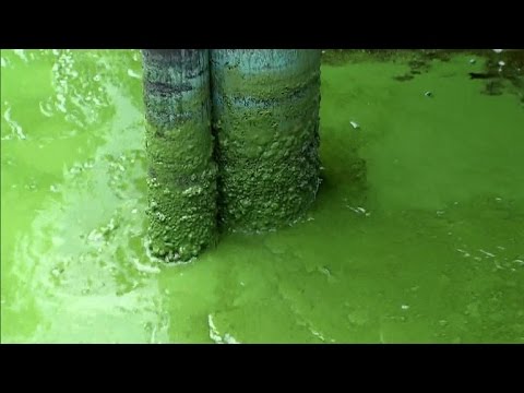 Emberre is veszélyes, mérgező algák lepték el Florida egyes partvidékeit 