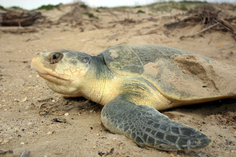 Közel áromszáz veszélyeztetett tengeri teknős tetemére leltek 