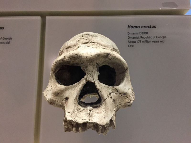 Kiderült, mi okozta a Homo erectus vesztét