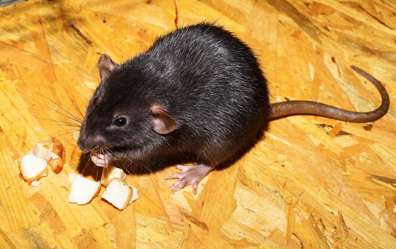Több német városban is rendkívül elszaporodtak a patkányok