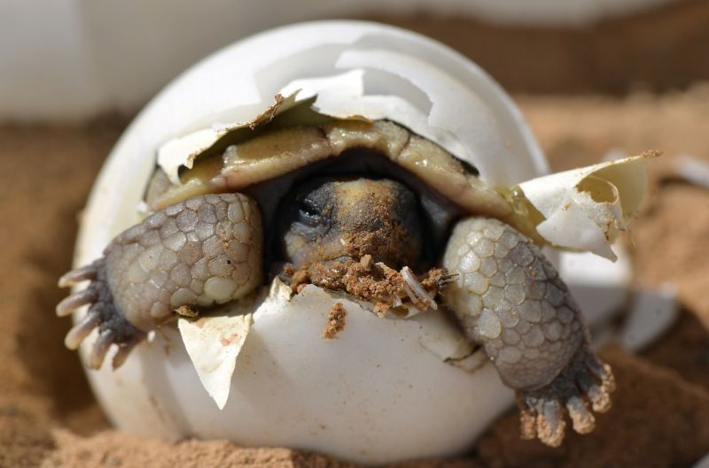 A mikroműanyagok miatt kihalnak a teknősök?