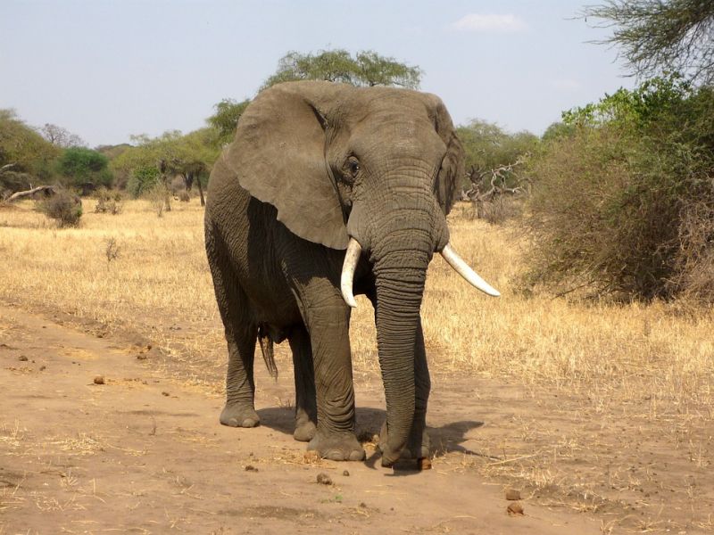 90 elefántot mészároltak le egy botswanai vadrezervátumban