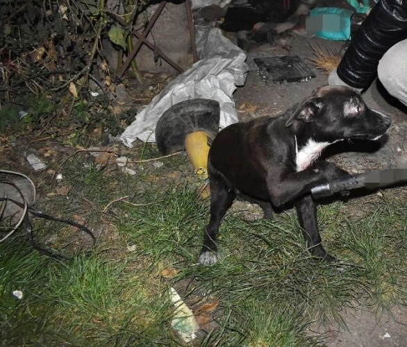20 centis késsel szúrta meg saját kutyáját – szerencsére az eb életben maradt