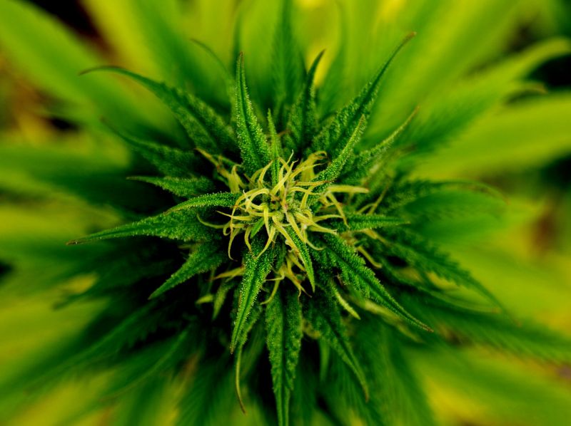 Több mint hét kilogramm marihuánát találtak Röszkén