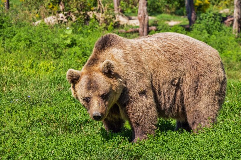 Három medvebocsot ütött el a vonat Székelyföldön