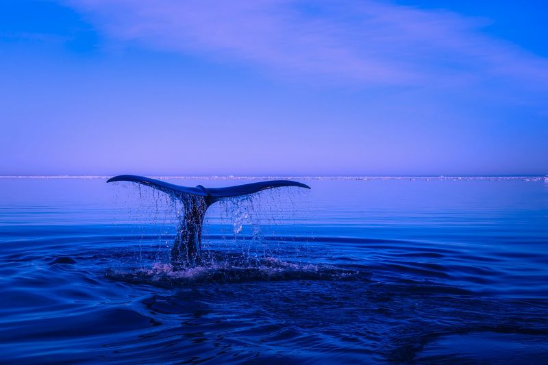 Elnémulnak a bálnák, ha közeledik egy óceánjáró