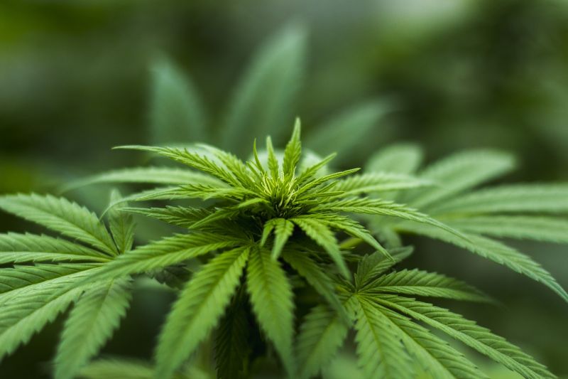 Tízkilónyi marihuánát találtak Röszkénél