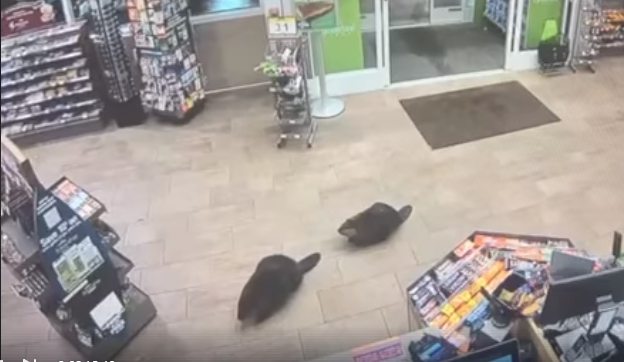 Shoppingolt két hód a boltban, az egyiket úgy kellett kitessékelni – videó