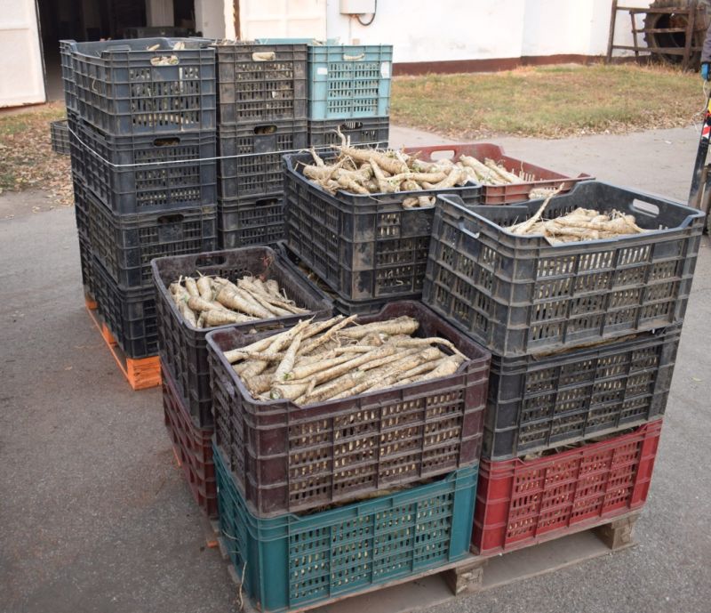 Nagypályások: 1200 kiló fehérrépát loptak három nap alatt