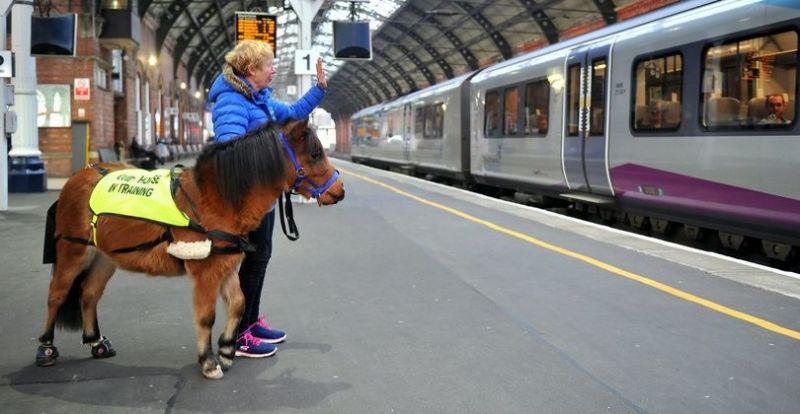 Micsoda? Vakvezető lovat képeznek ki Londonban