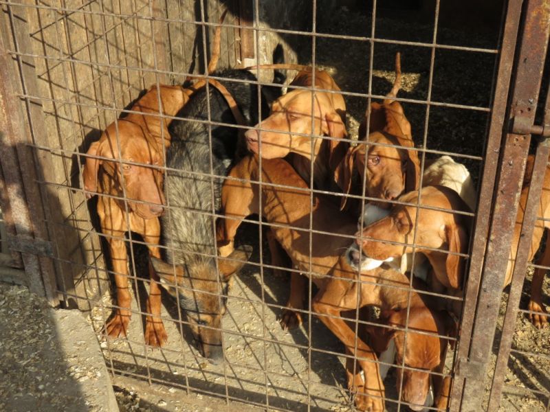 Borzasztó körülmények között tartott kutyákat egy férfi Gyulán, az lett a veszte, hogy árulta őket 