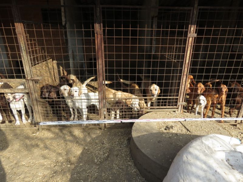 Borzasztó körülmények között tartott kutyákat egy férfi Gyulán, az lett a veszte, hogy árulta őket 