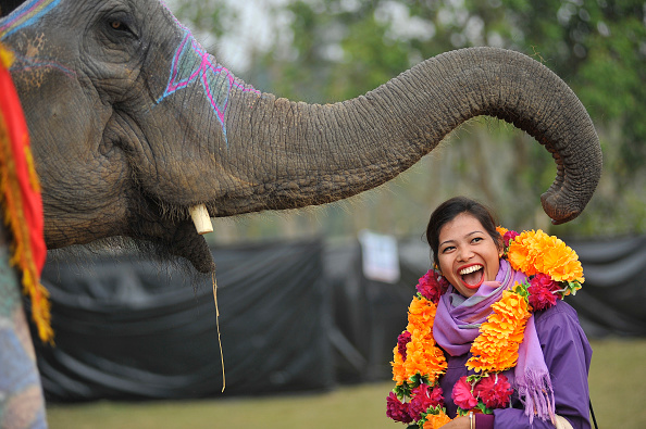 Nepálban elefántfesztivállal búcsúznak az óévtől