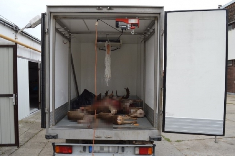 Hét állati tetemet találtak egy kisteherautó rakterében