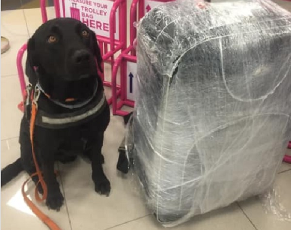 Nem engedtek fel egy vakvezető kutyát a Wizz Air egyik járatára – reagált a légitársaság
