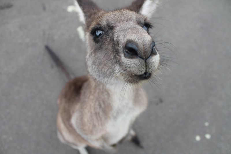 Ejtőernyősre támadt egy kenguru