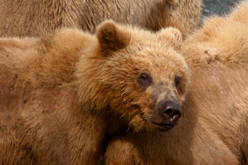 Rendőrség: már medvét is csempésznek Romániában