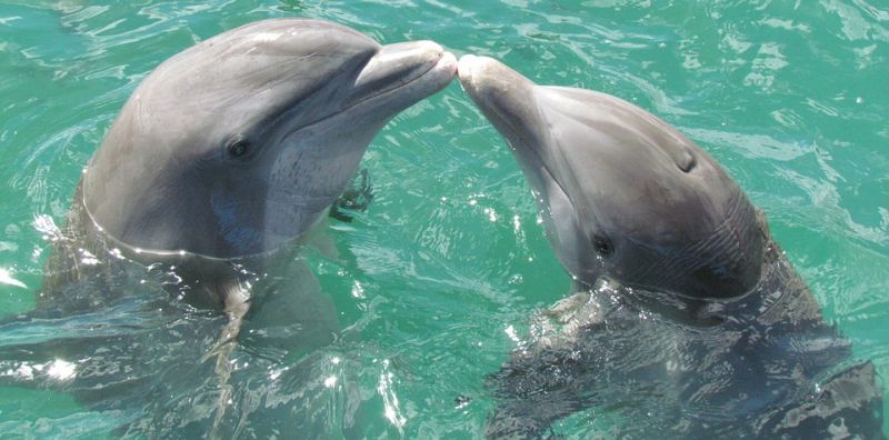 Végre szabadon engedik a delfineket a cetbörtönökből