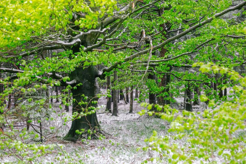 Itt a májusi hó – a kőszegi erdők kifehérdektek