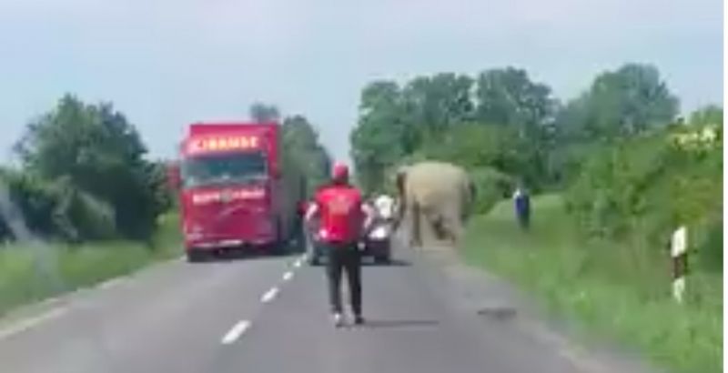 Hihetetlen: elefánt sétálgatott a 6-os úton – videó