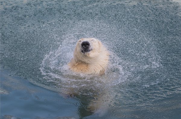 Akkora a hőség Moszkvában, hogy jégbe töltött táplálékkal etetik a jegesmedvéket