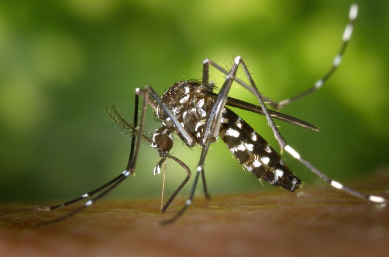 Egyre agresszívabbak a szúnyogok