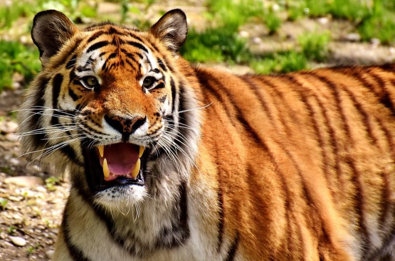 Meg akarta fürdetni a tigrist – mindkét karját leharapta
