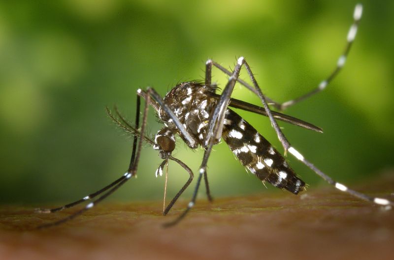 Trükkös beavatkozással csökkentenék a veszélyes szúnyogok szaporodását