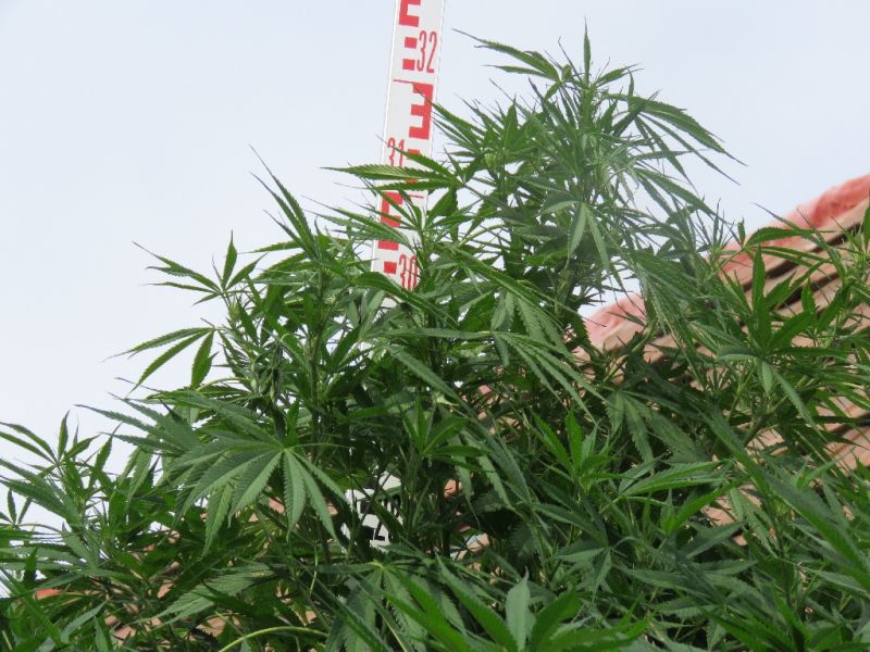 Úgy nőtt a kertben a cannabis, mint máshol a gaz