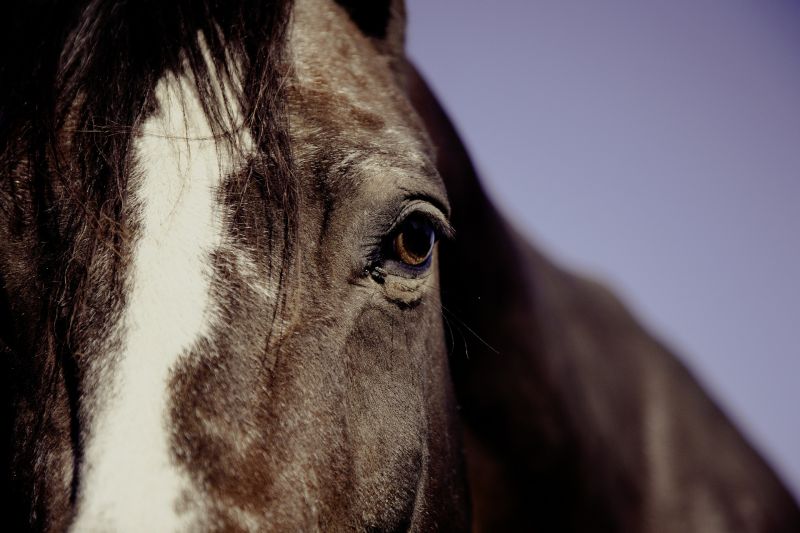 Megbokrosodott lovak miatt többen megsérültek a szajoli fogathajtó versenyen 