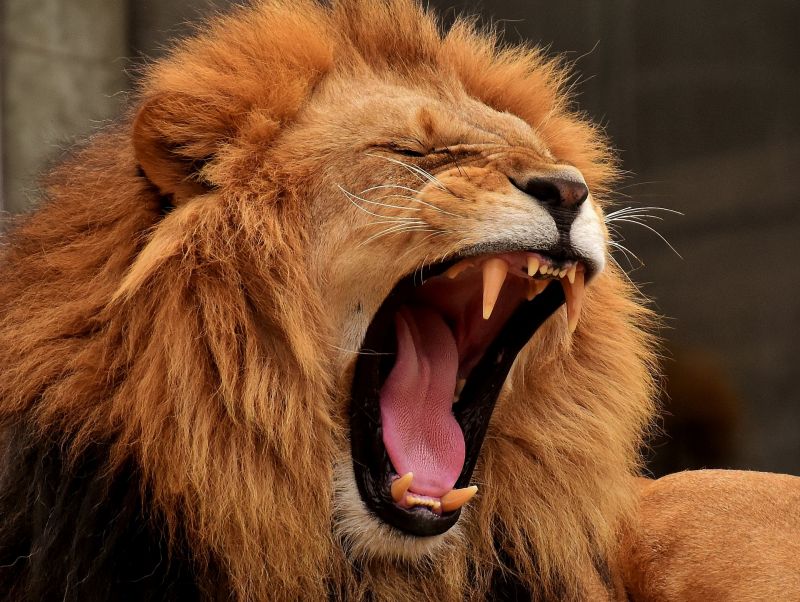 Bepánikolt oroszlán miatt szakítottak félbe egy cirkuszi előadást Szegeden