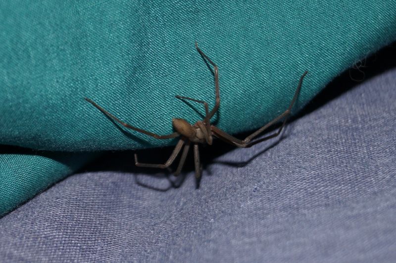 Mérges pók költözött egy nő fülébe Kansasben