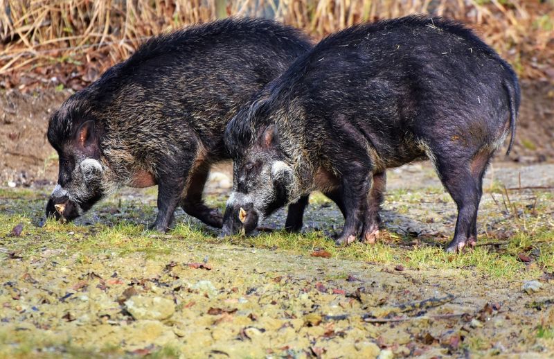 Több száz, a sertéspestis miatt elhullott vaddisznót találtak a Budakeszin lévő vadaskertben