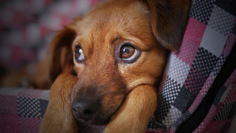 Több százezer kóbor kutya él Magyarországon