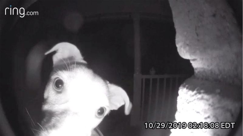 Az éjszaka elkóborolt kutya kétszer csengetett, hogy beengedjék a házba – videó