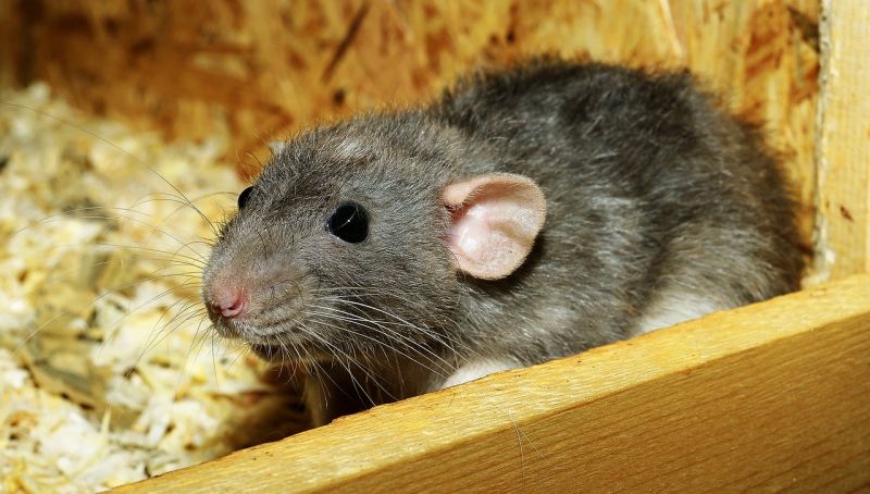 A rendőrség nem nyomoz Karácsony Gergely patkánytender miatti feljelentése ügyében