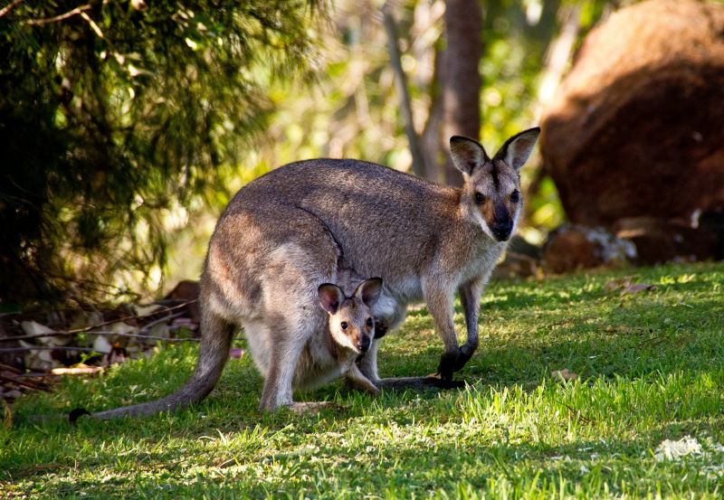 Busszal mészárolt le kengurukat egy tinédzser